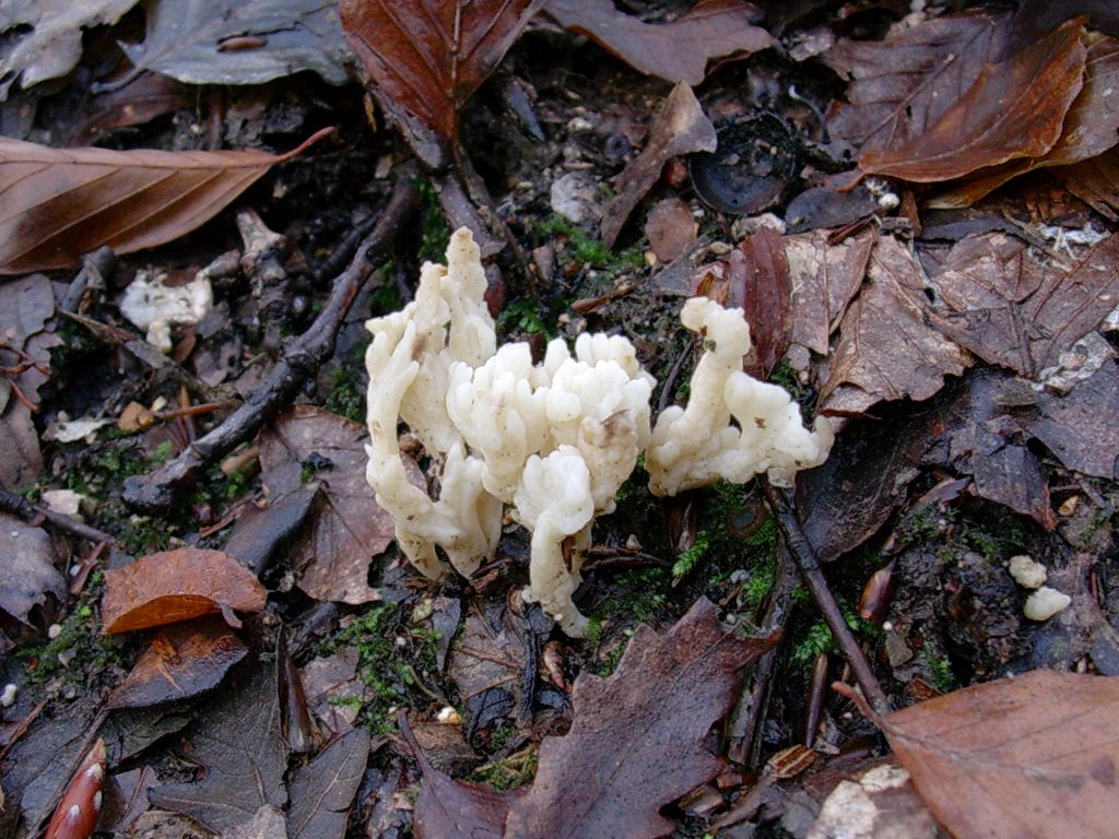 1197 Dicembre vecchio ritrovamento